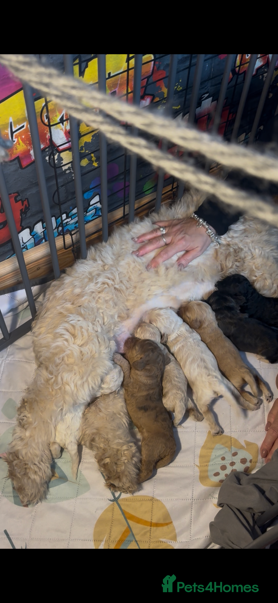 Cockapoo dogs for sale: ⭐️OUTSTANDING, HIGH QUALITY Cockapoo F1B Puppies⭐️ - Advert 38