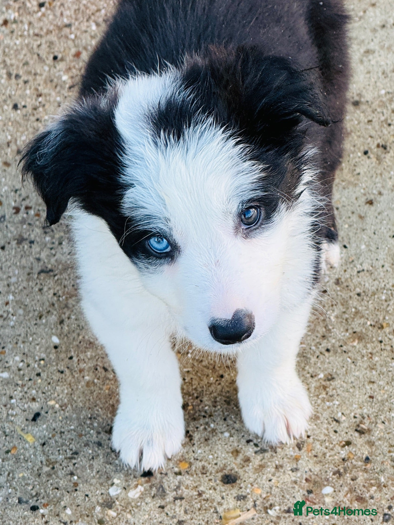 Border Collie dogs KC registered Border Collie Puppies  - Advert 2