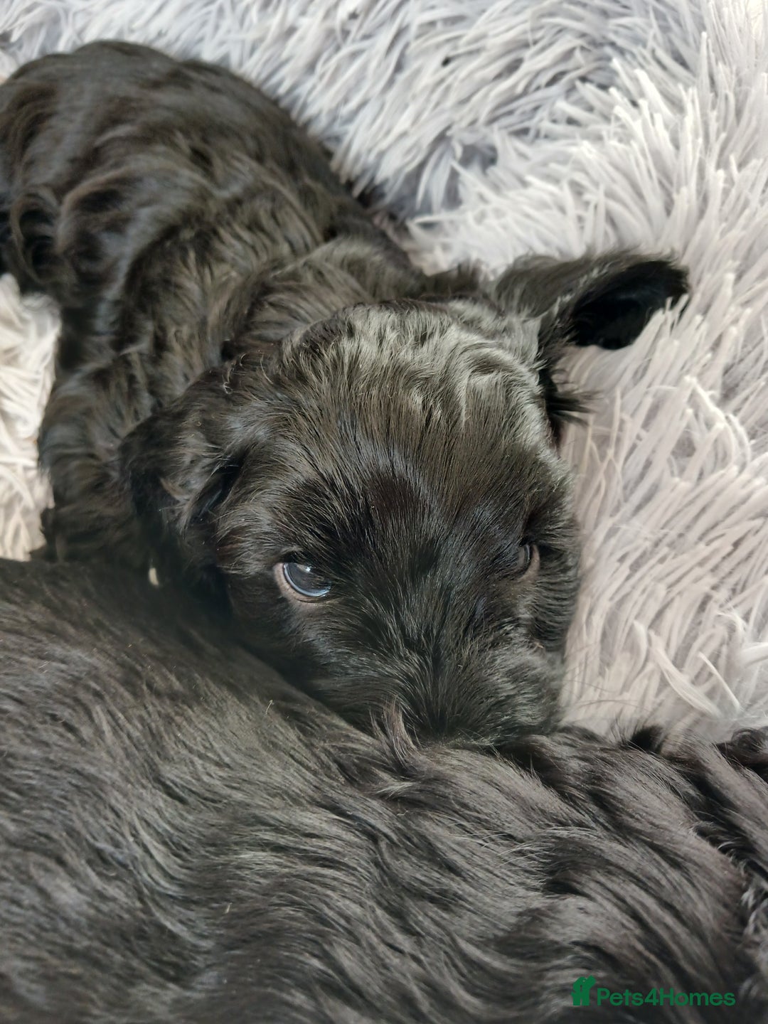 Cockapoo dogs for sale: Toy Cockapoo Puppies Looking for Loving Homes - Advert 29