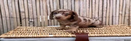 Miniature Dachshund dogs for sale: Long haired miniature dachshund  - Advert 17