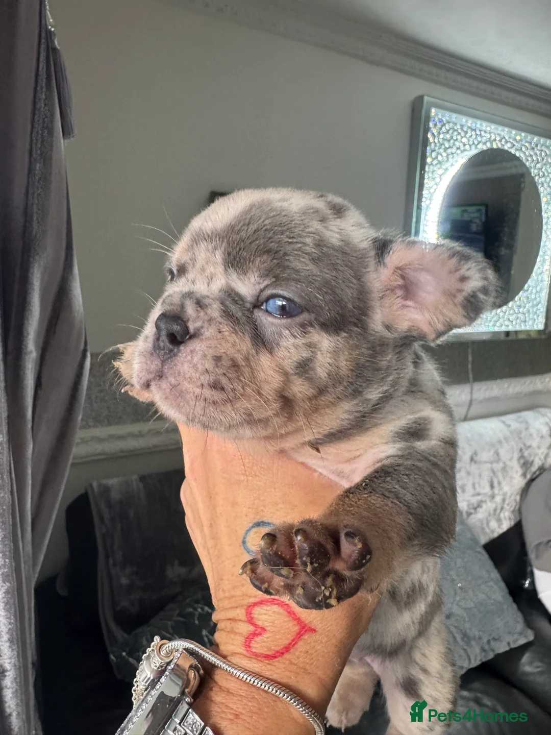 French Bulldog dogs for sale: Out standing french bulldogs merles carry fluffy - Advert 19