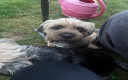 Border Terrier dogs for sale: KC REG-SLEM CLEAR-BORDER TERRIER LITTER - Image 4