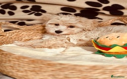 Maltipoo dogs for sale: F1 Toy Maltipoo puppys   - Image 11