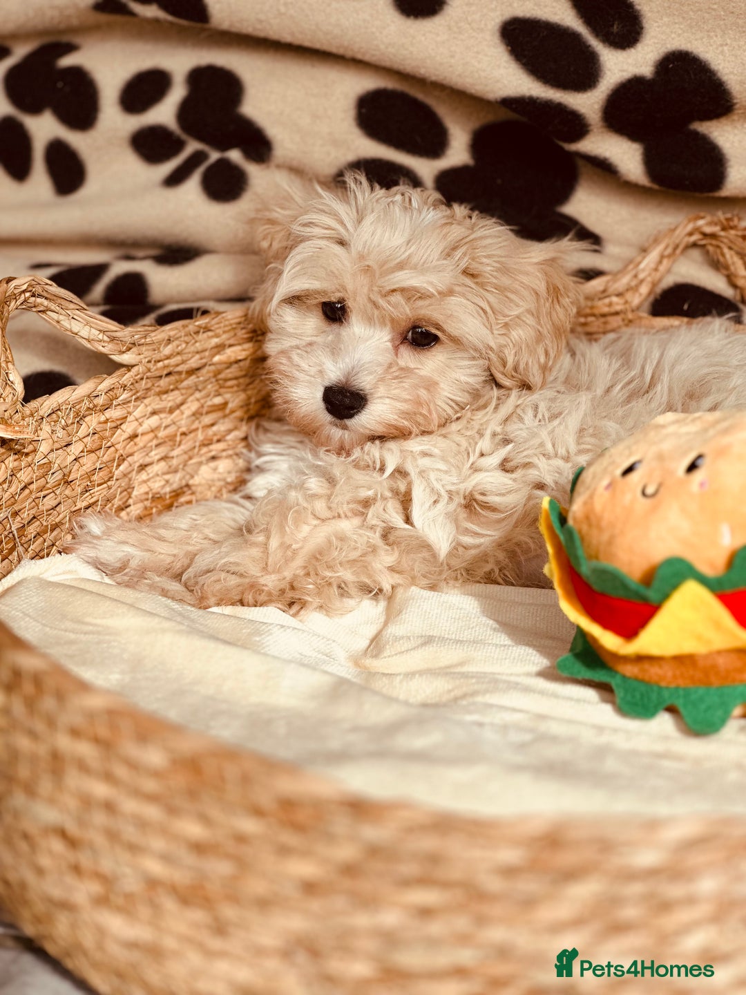Maltipoo dogs for sale: F1 Toy Maltipoo puppys   - Image 11