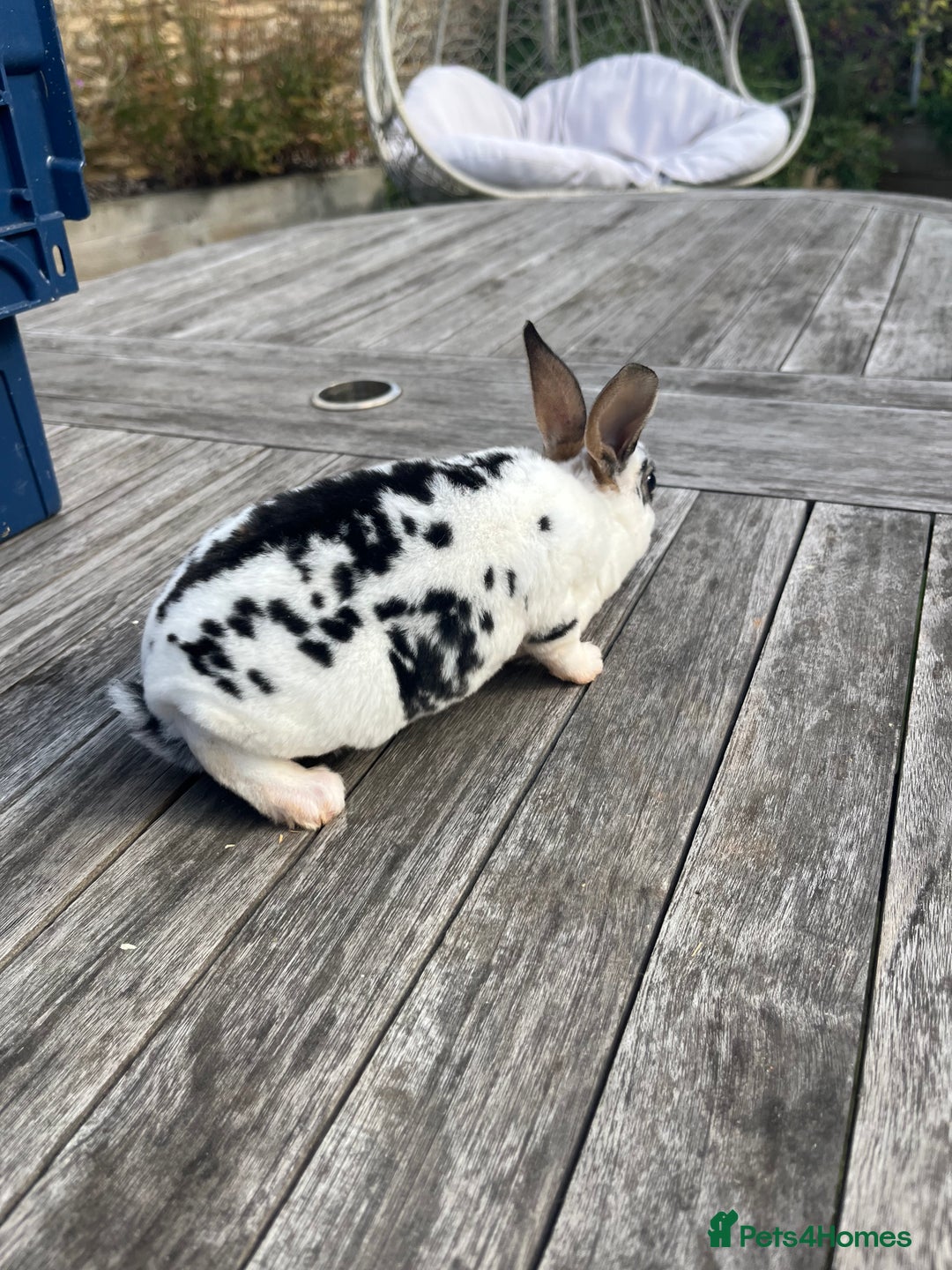 Rex rabbits for sale: Male Rex bunny - Advert 8