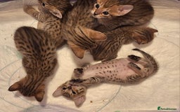 Savannah cats for sale: Savannah SBTF6 cubs with Serval traits stunning - Advert 2