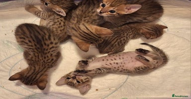 Savannah cats - Advert 4
