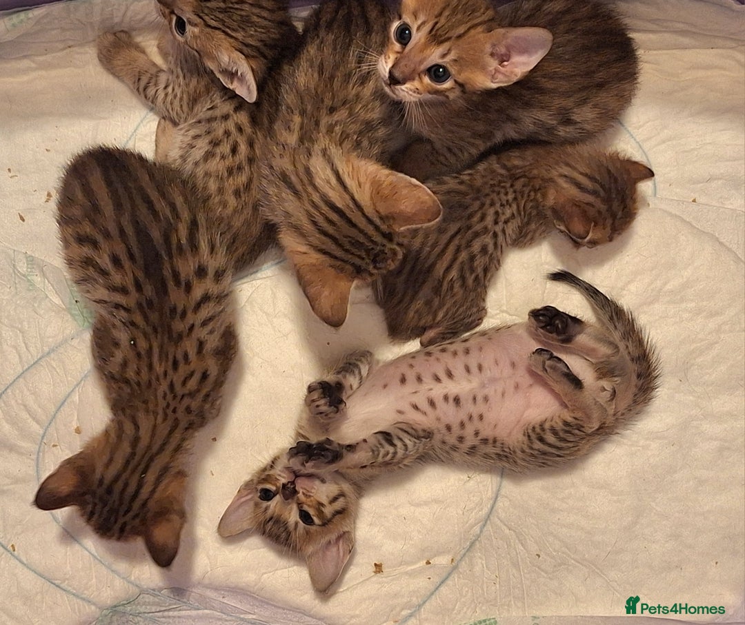 Savannah cats for sale: Savannah SBTF6 cubs with Serval traits stunning - Advert 2