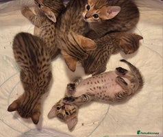 Savannah cats - Advert 4