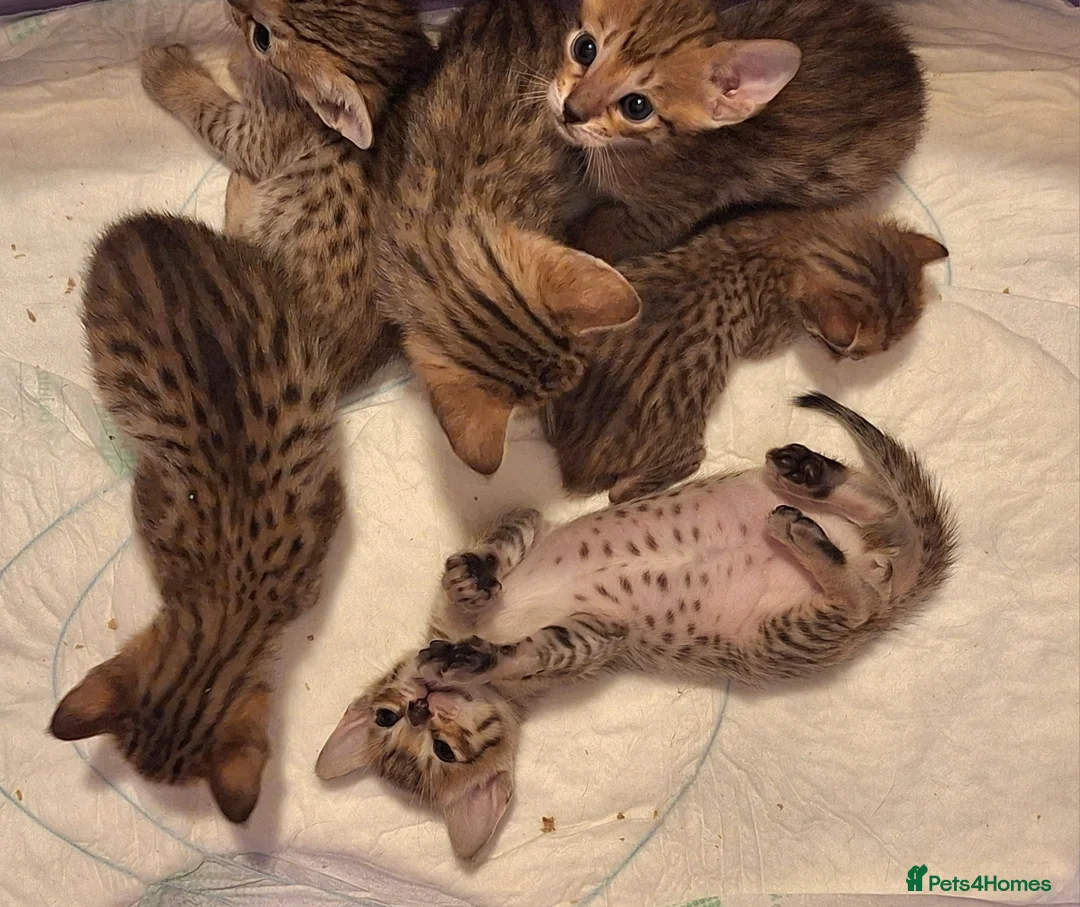 Savannah cats for sale: REDUCED! Savannah SBTF6 cubs with Serval traits - Advert 7