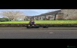 Scottish Terrier dogs for sale: Scottish terrier Puppies  - Advert 8