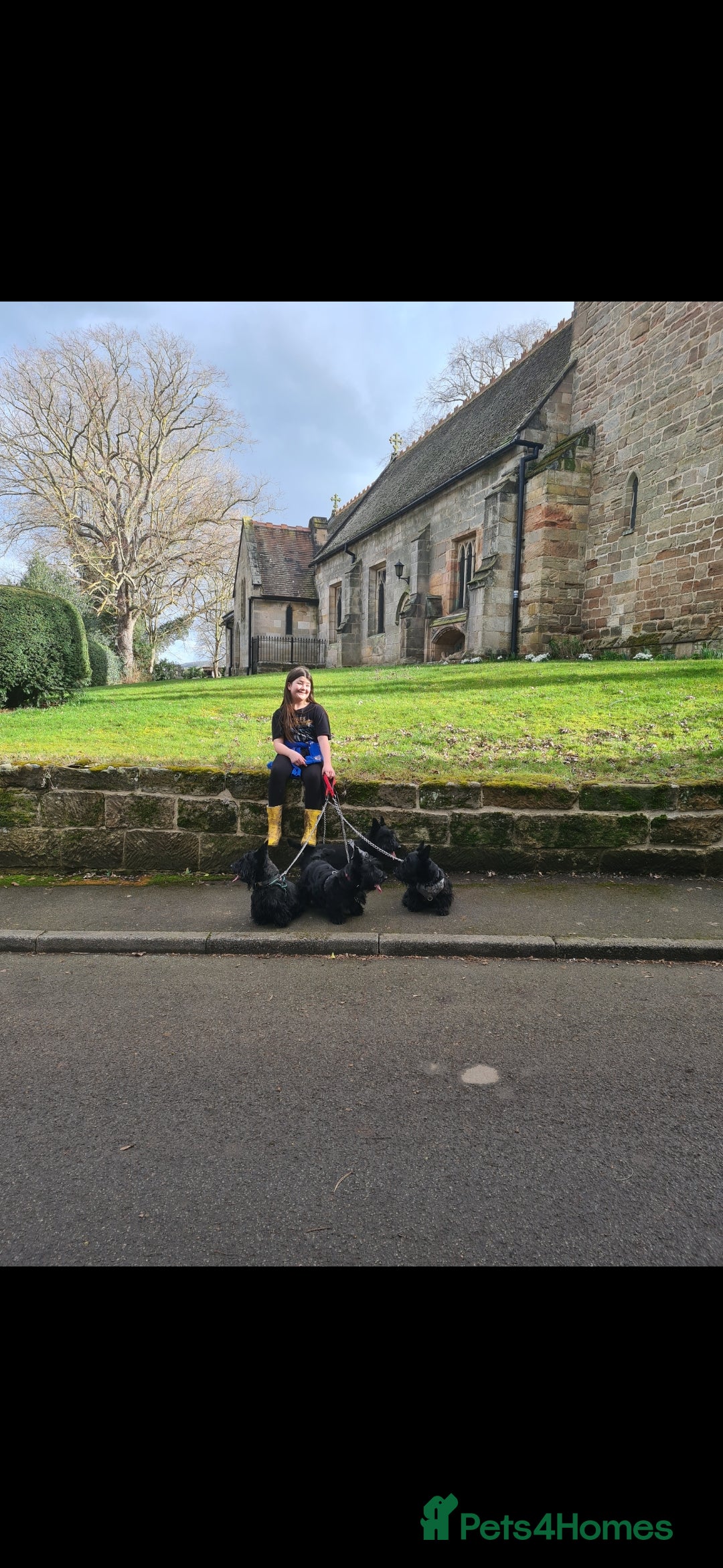 Scottish Terrier dogs for sale: Scottish terrier Puppies  - Advert 8