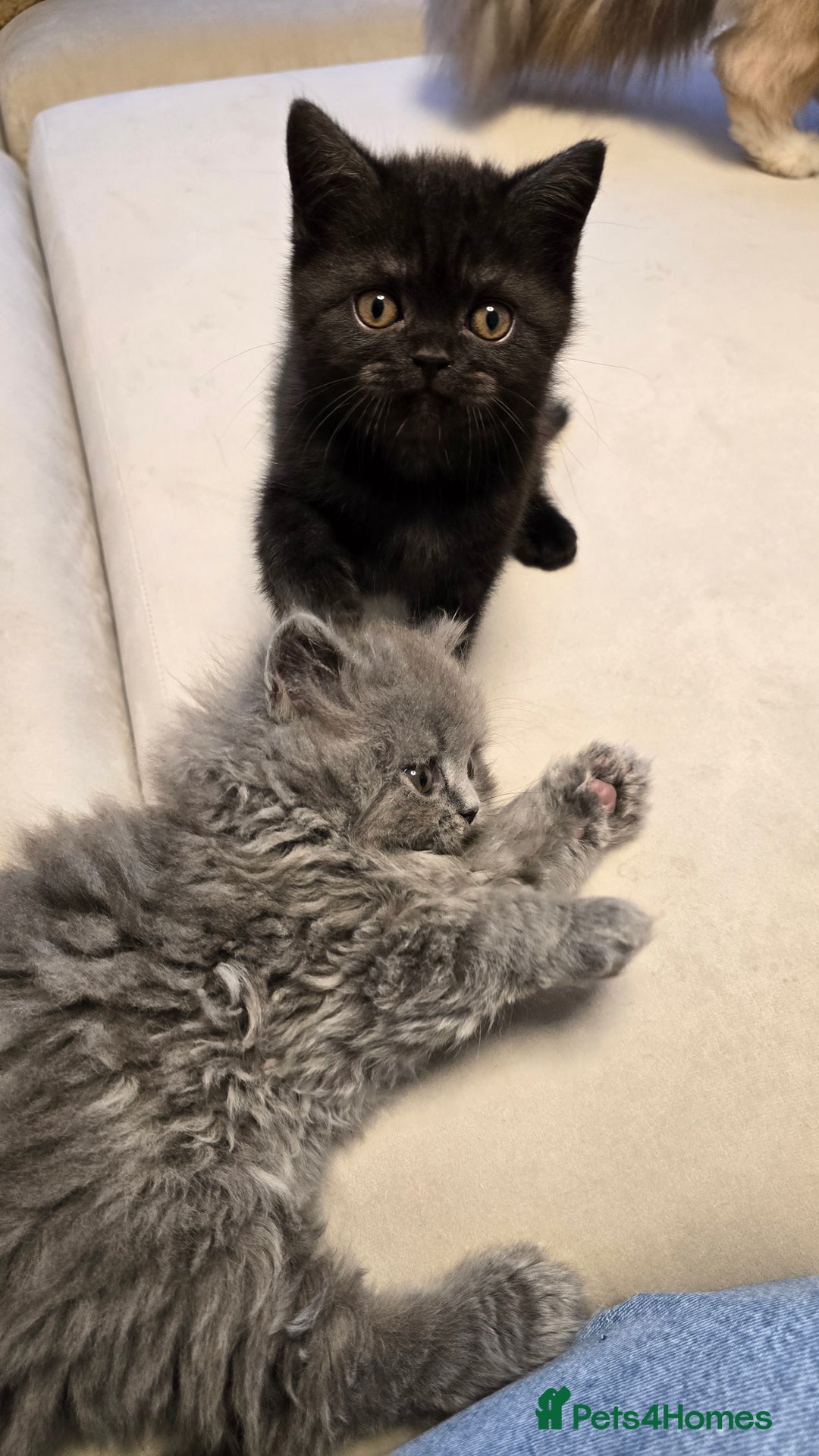 British Shorthair cats for sale: 💫RARE💫 BLACK SMOKE FEMALE & BLUE LONGHAIR MALE  - Advert 19