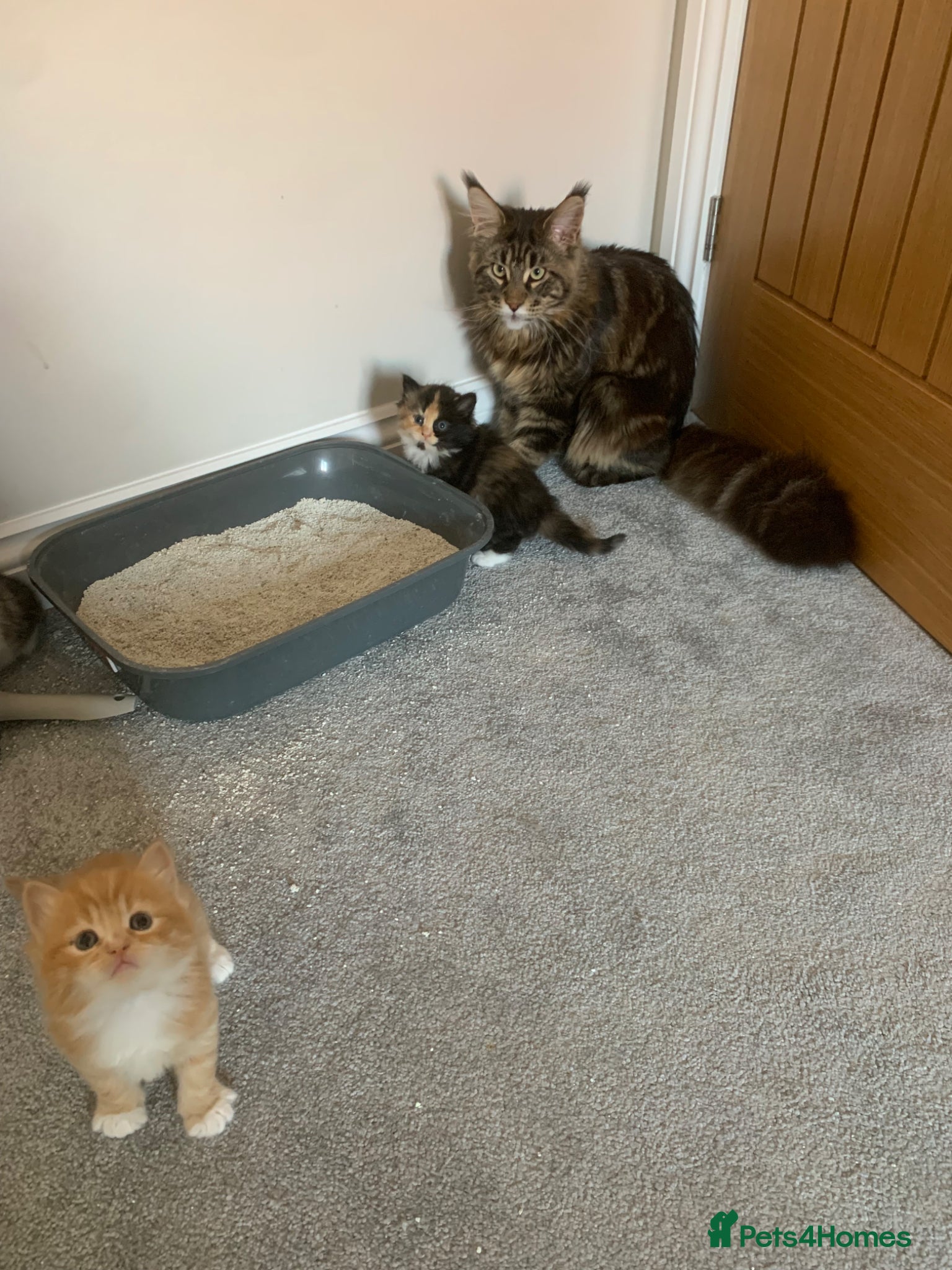 Mixed Breed cats Maine coon x - Advert 2