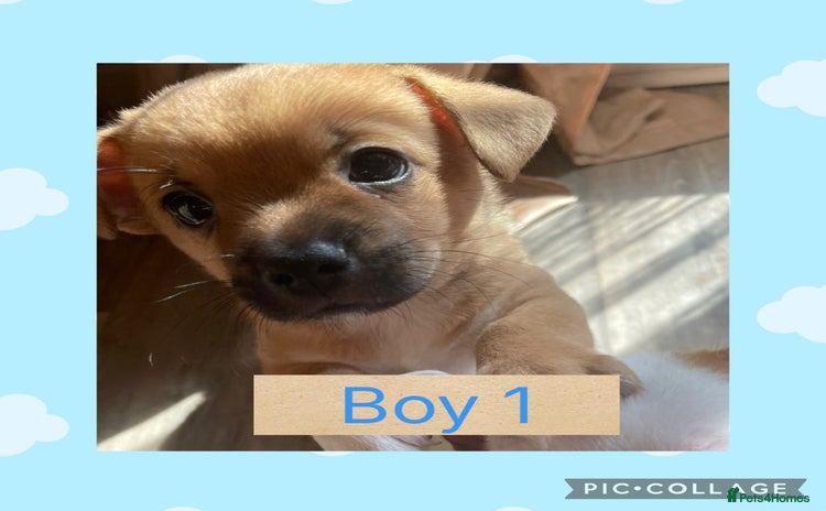 Mixed Breed dogs - Advert 6