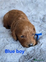 Cavapoo dogs - Advert 2