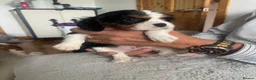 Cavalier King Charles Spaniel dogs for sale: Cavalier King Charles Spaniel KC Puppies - Advert 3