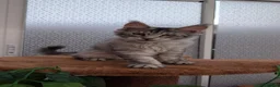 Maine Coon cats for sale: Stunning Tica registered Maine coon kittens - Advert 4