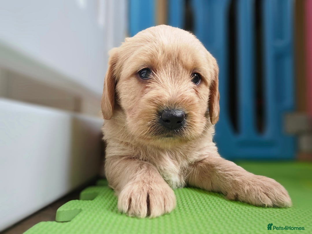 Labradoodle dogs for sale: F1 MINI LABRADOOLES - Image 8