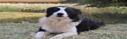 Border Collie dogs for stud: ISDS&KC Fully Tested Border Collie for Stud in Bicester - Advert 36