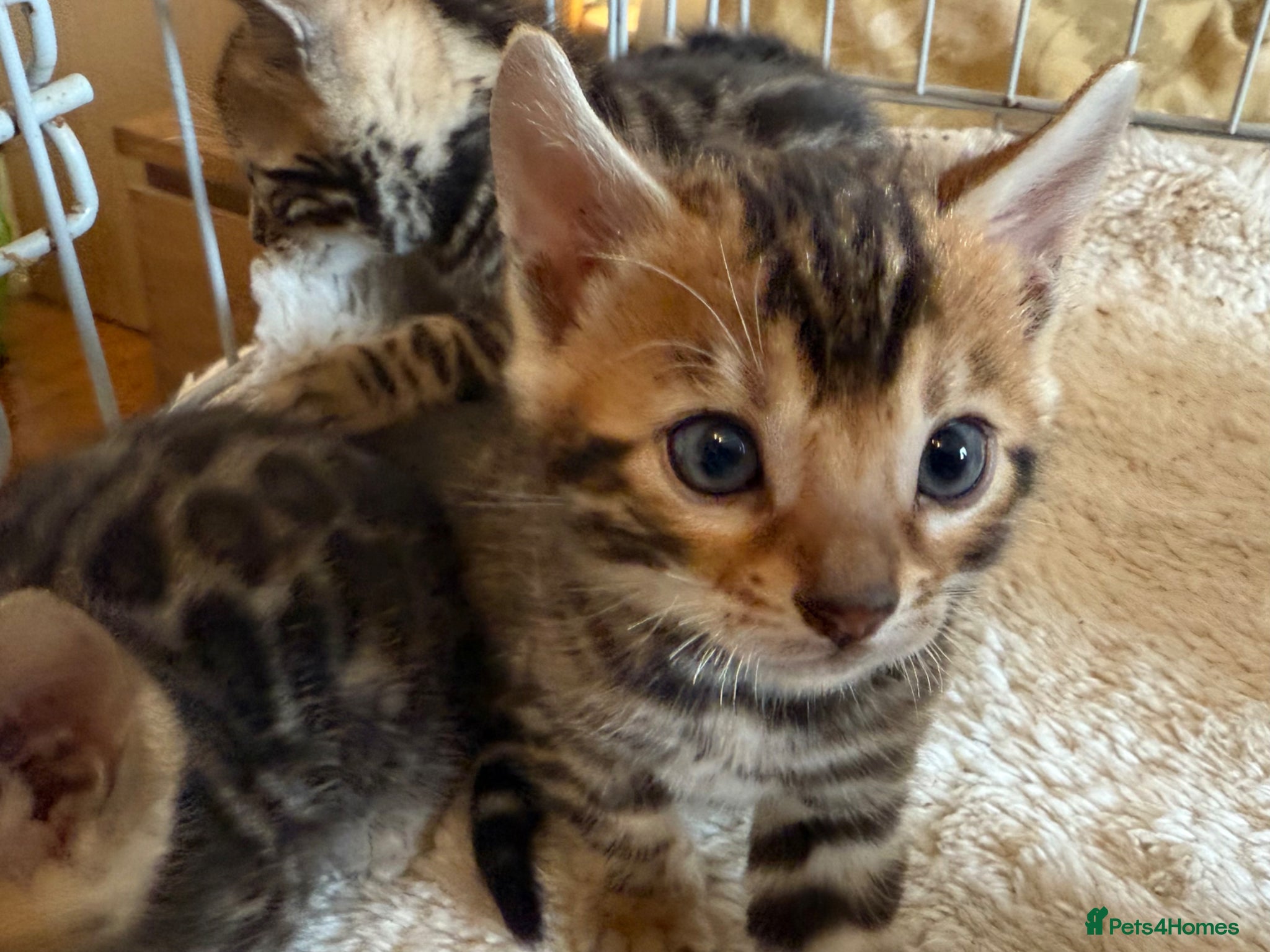Bengal cats Outstanding Pedigree TICA Bengal Kittens - Advert 1