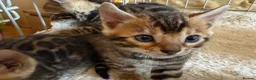 Bengal cats for sale: Outstanding Pedigree TICA Bengal Kittens - Advert 1