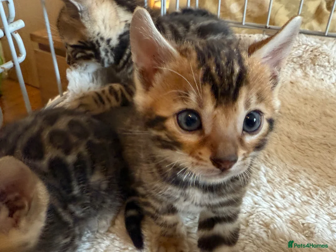 Bengal cats for sale: Outstanding Pedigree TICA Bengal Kittens - Advert 1