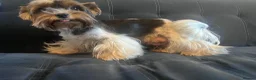 Biewer Terrier dogs for sale: 4 Pure Biewer Terrier for sale  - Advert 5