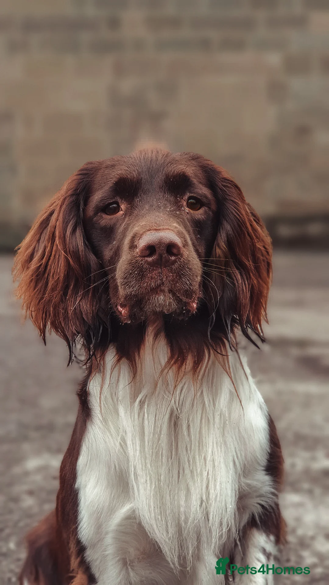 English Springer Spaniel dogs for stud: English Springer Spaniel Stud  in Derby - Advert 21