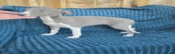 Whippet dogs for sale: 🐾 Beautiful Whippet Puppies Ready Now 🐾 - Advert 1