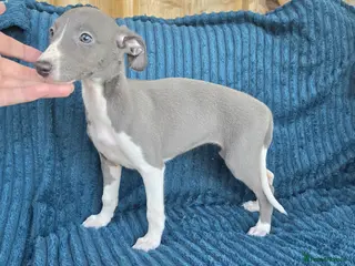 Whippet dogs 🐾 Beautiful Whippet Puppies Ready Now 🐾 - Advert 1