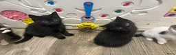 Domestic Shorthair cats for sale: Stunning kittens availble in High Wycombe - Advert 3