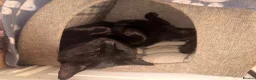 Mixed Breed cats for sale: Loving black cat called midnight ❤️ in London - Advert 2
