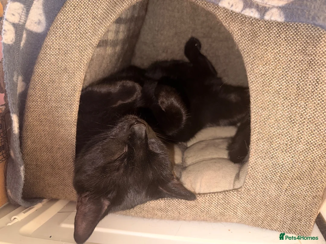 Mixed Breed cats for sale: Loving black cat called midnight ❤️ in London - Advert 2