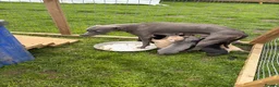 Whippet dogs for sale: Beautiful KC Whippet Puppies - Advert 9
