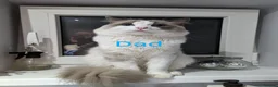 Ragdoll cats for sale: Ragdoll kittens - Advert 18