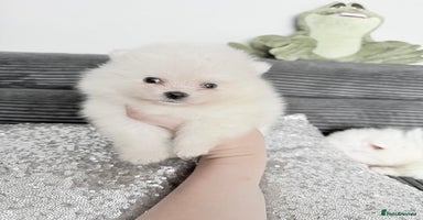 Pomeranian dogs - Advert 3
