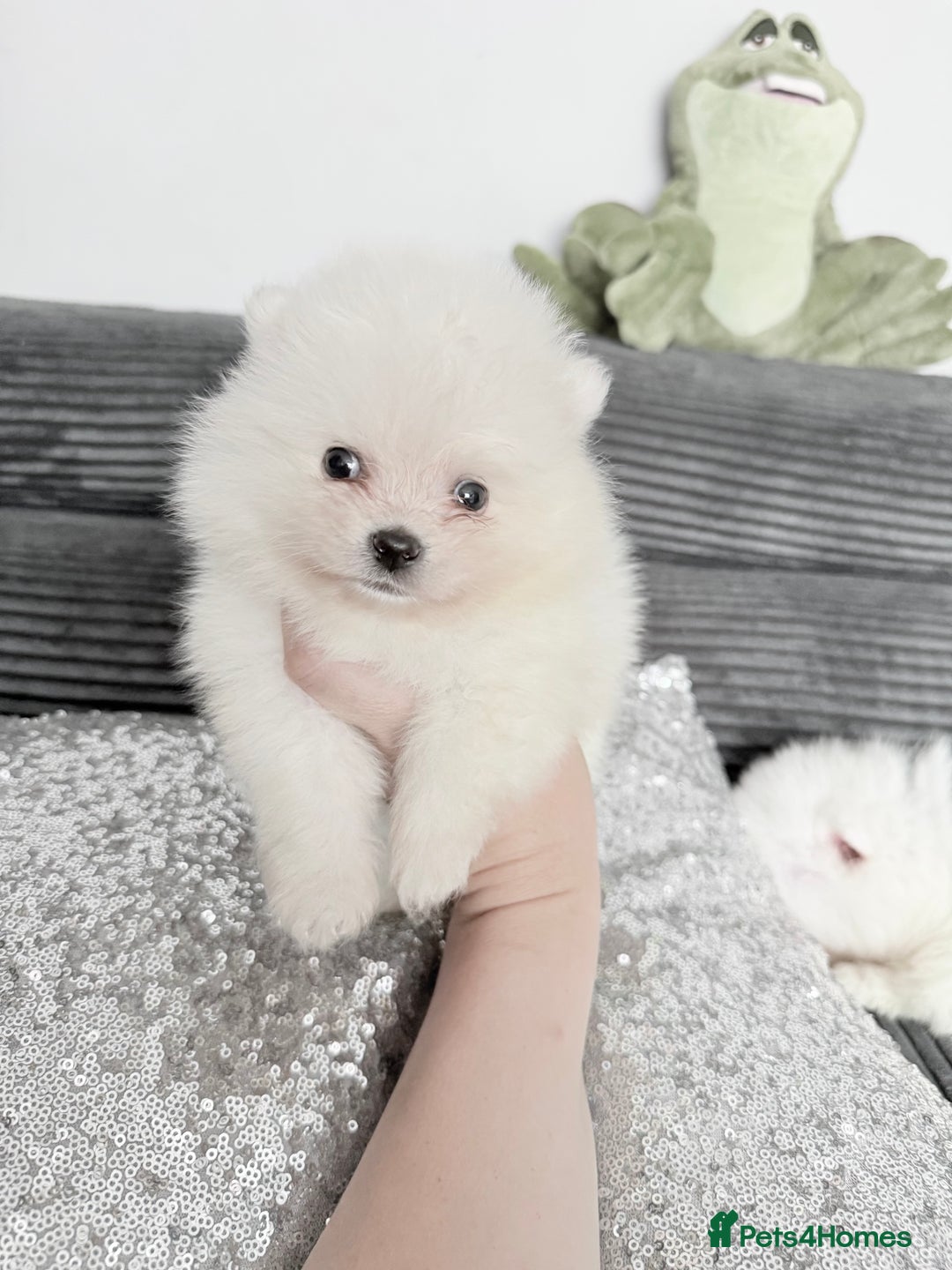 Pomeranian dogs for sale: Super quite Kc Pomeranians puppies(1 boy available - Image 2