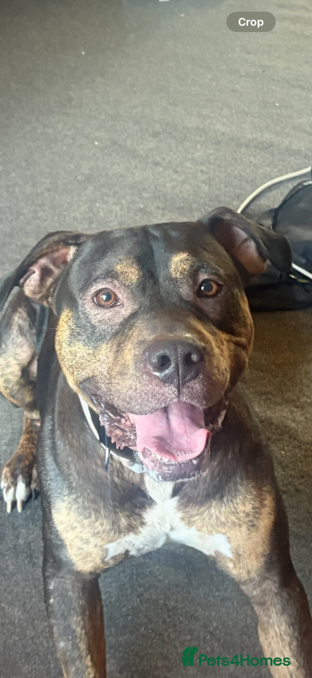 Mixed Breed dogs for sale: My name boss in Portsmouth - Advert 2