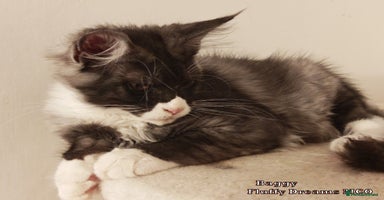 Maine Coon cats - Advert 5