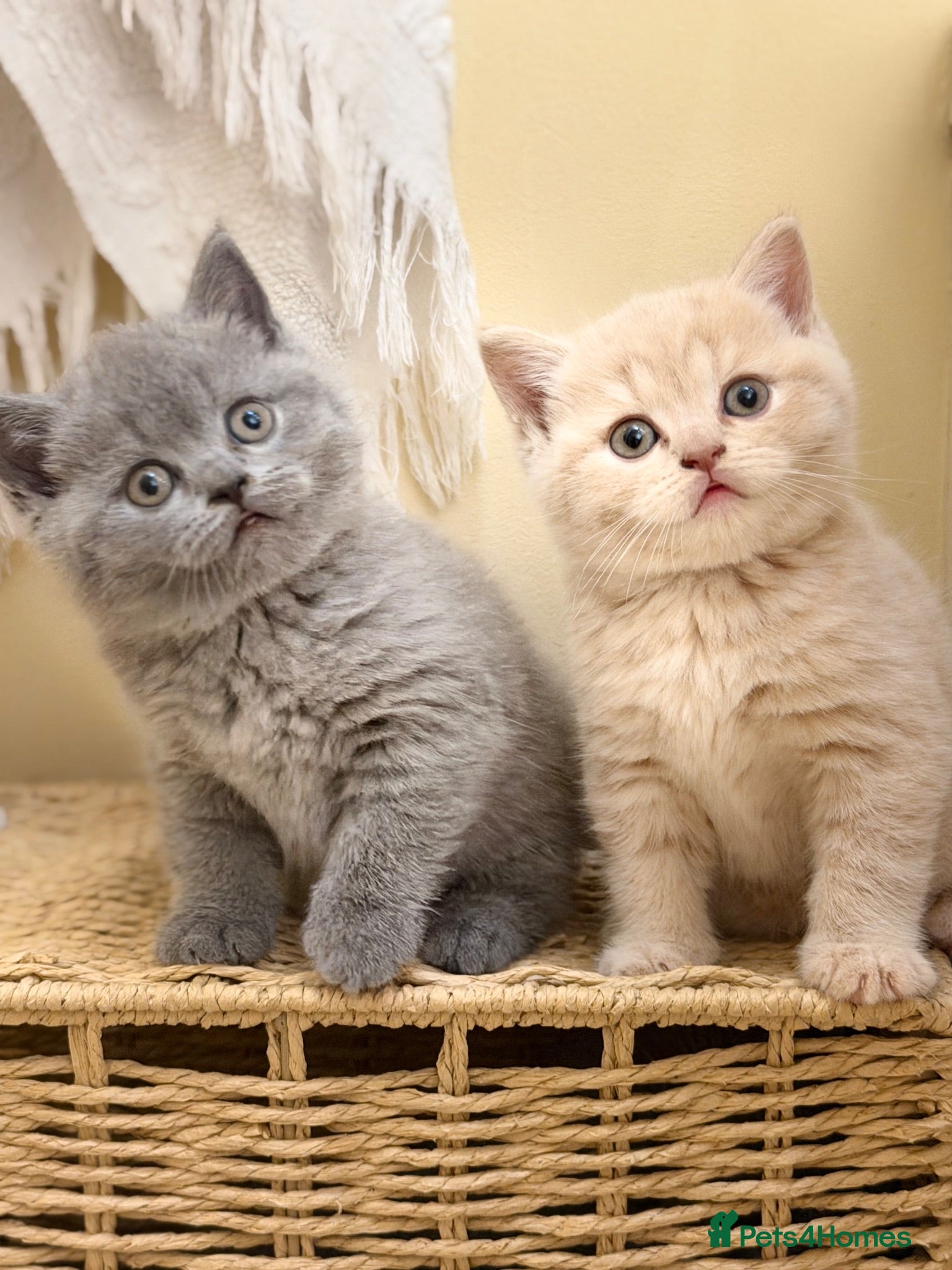 Scottish Fold cats Uniquely coloured Scottish fold kittens 🐾 - Advert 13