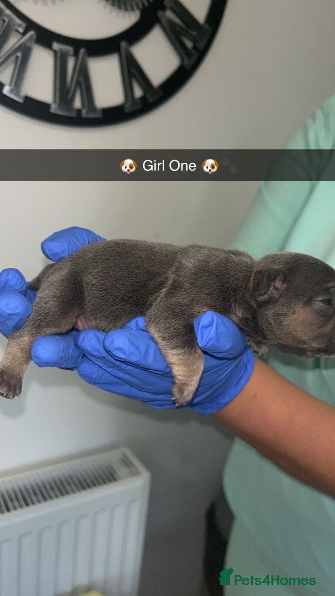 French Bulldog dogs for sale: Two Beautiful Girl French Bulldogs  - Image 4