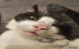 British Shorthair cats for sale: Re homing my friendly cat - Image 6