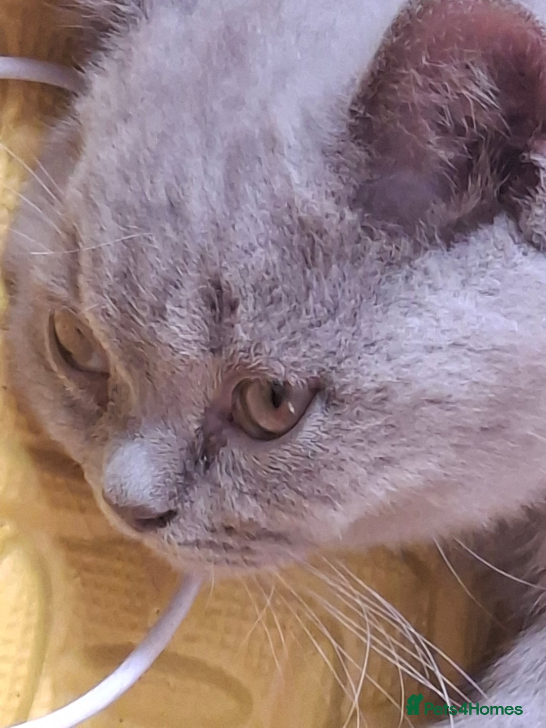 British Shorthair cats for sale: British Blue Short-hair 4 kittens for sale  - Image 7