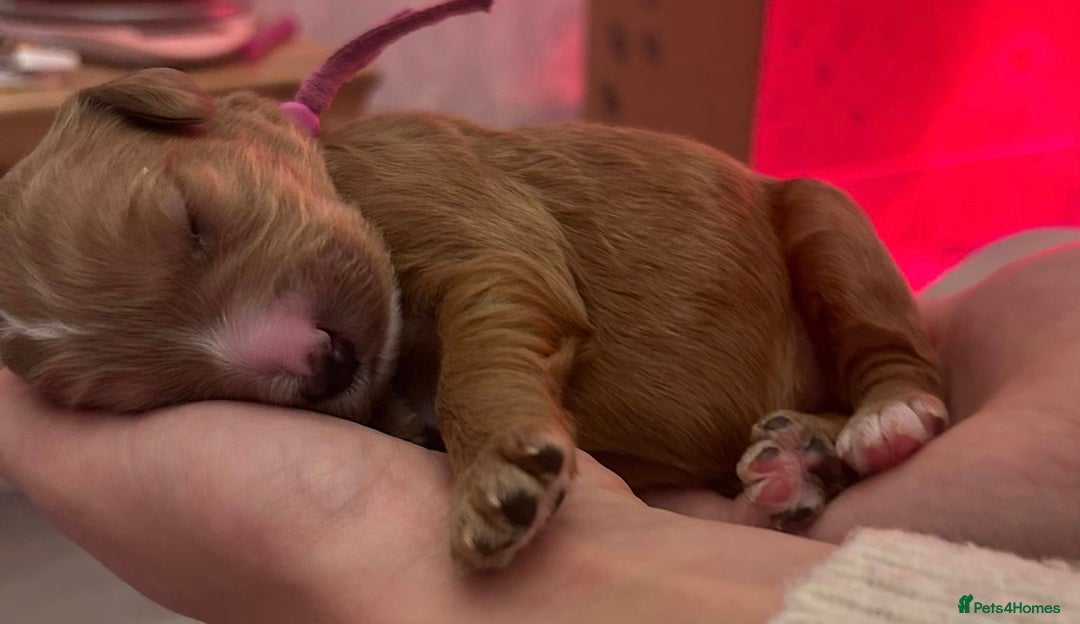 Australian Labradoodle dogs for sale: Australian Labradoodle, exceptional homes only - Advert 19