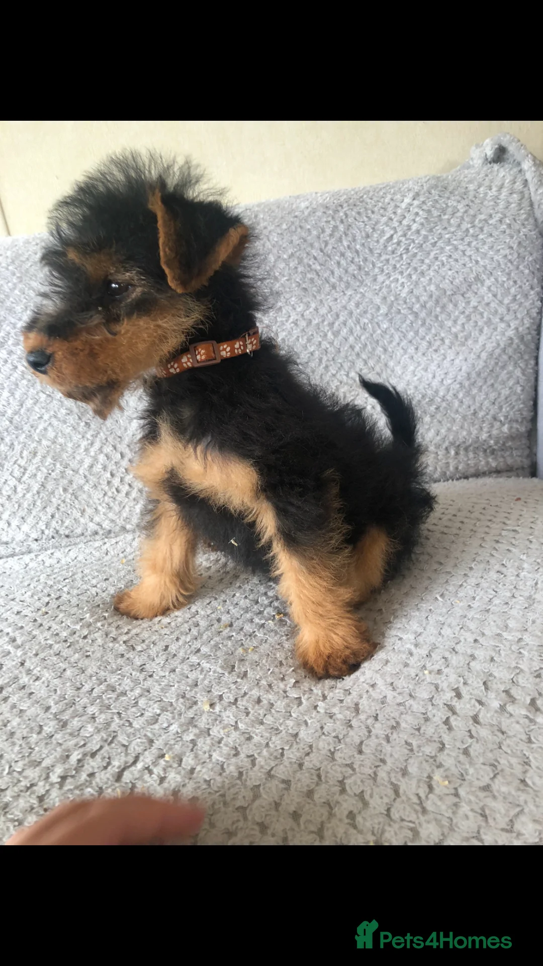 Welsh Terrier dogs for sale: Welsh terrier puppies  - Advert 8