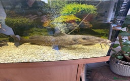 Catfish fish for sale: Giraffe catfish - Image 1