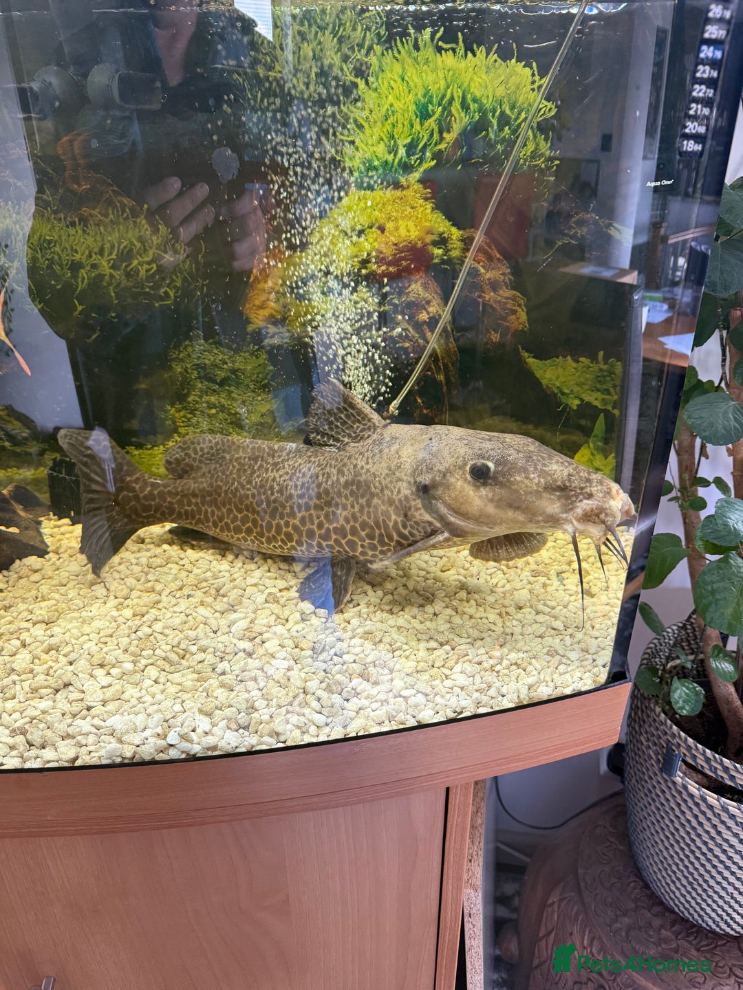 Catfish fish for sale: Giraffe catfish - Image 1