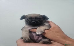 Mixed Breed dogs for sale: Mixed breed puppies  - Image 4