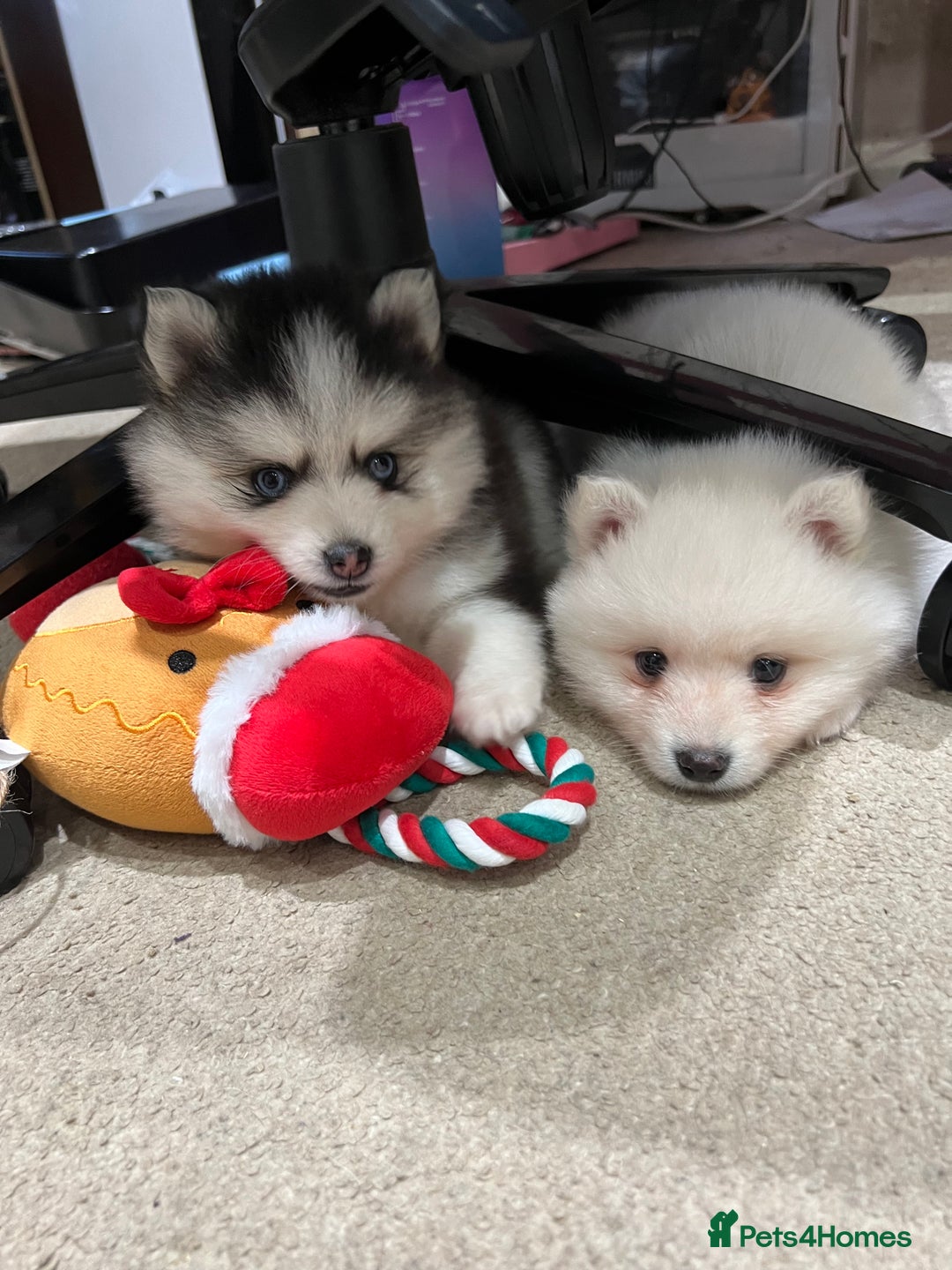 Pomsky dogs for sale: F4 Toy Pomsky Puppies - Advert 12